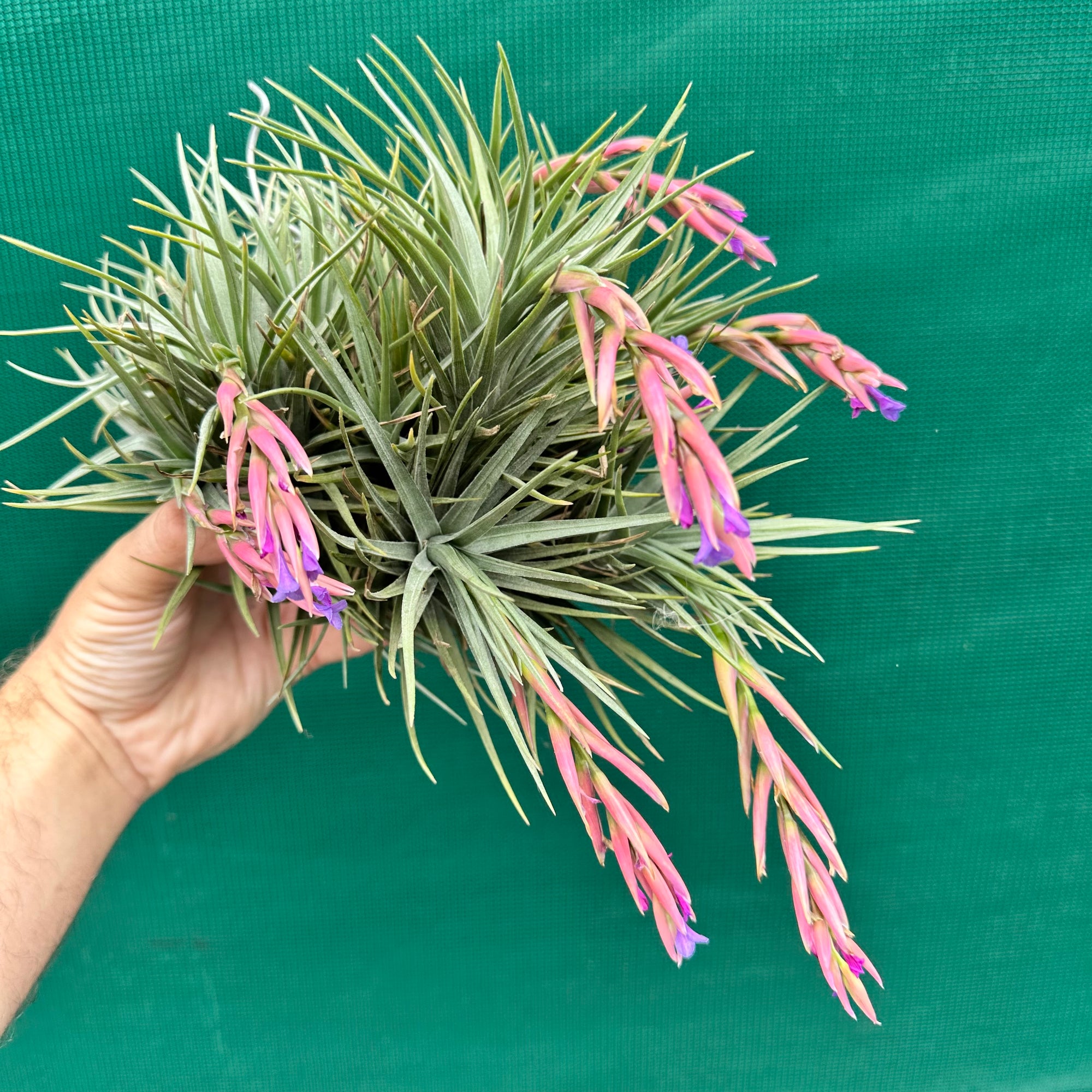 Tillandsia - tenuifolia Hybrid ex. RFI NEW