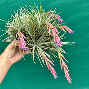 Tillandsia - tenuifolia Hybrid ex. RFI NEW