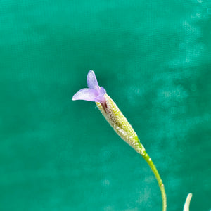 Tillandsia - recurvata