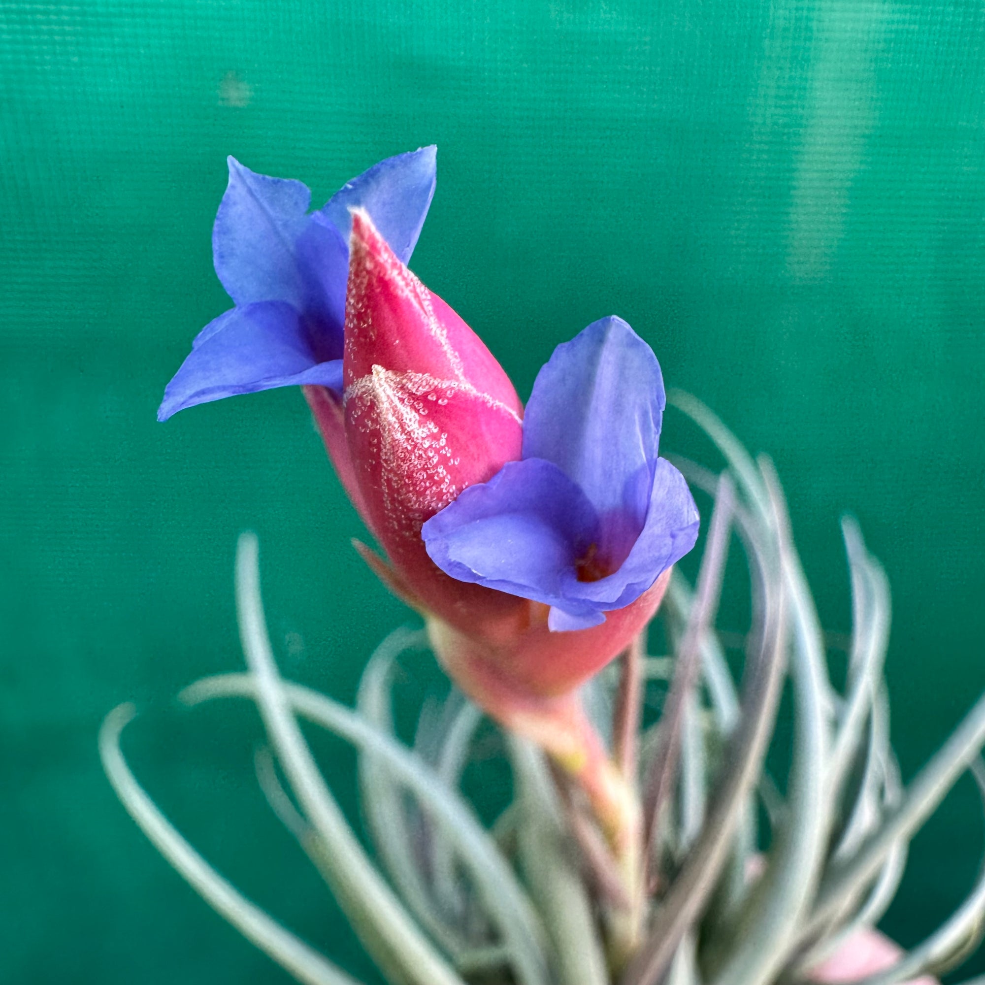 Tillandsia - polzii ex. PT