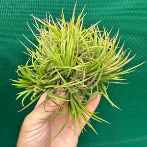 Tillandsia - ionantha 'Large Form Mullers' ex. JO