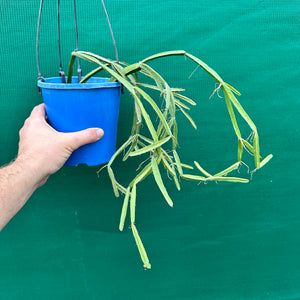 Rhipsalis cereoides - R12