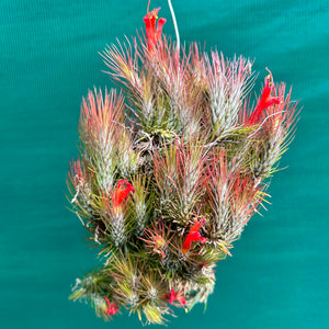 Tillandsia - funckiana ‘Red Upright’ ex. BD NEW