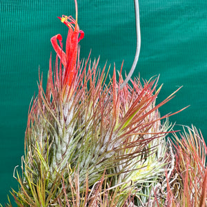 Tillandsia - funckiana ‘Red Upright’ ex. BD NEW