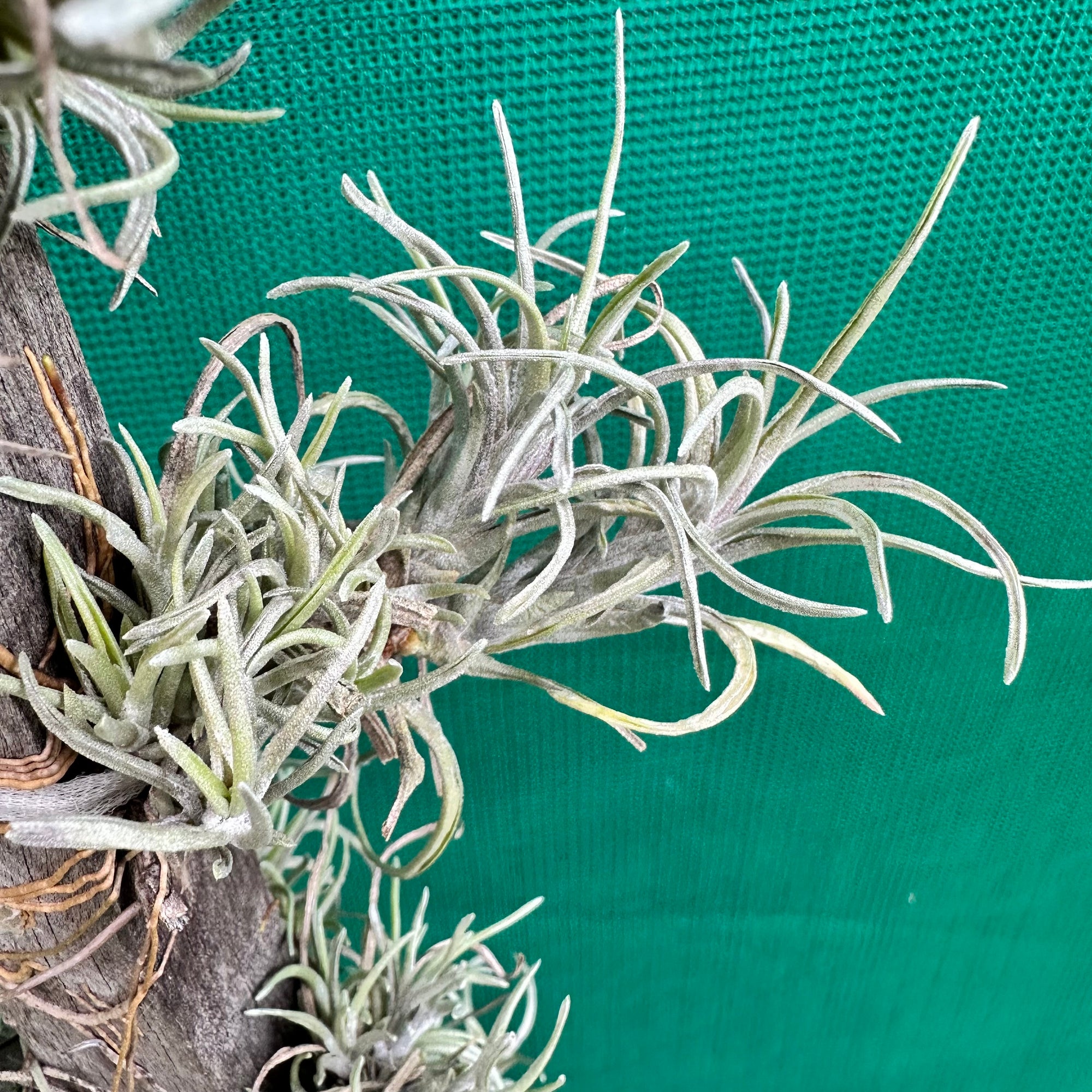 Tillandsia - neglecta ‘Dark Leaf’ ex. PT NEW