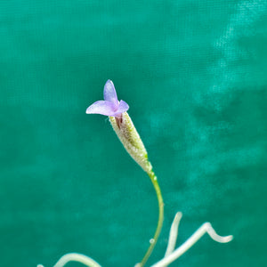 Tillandsia - recurvata