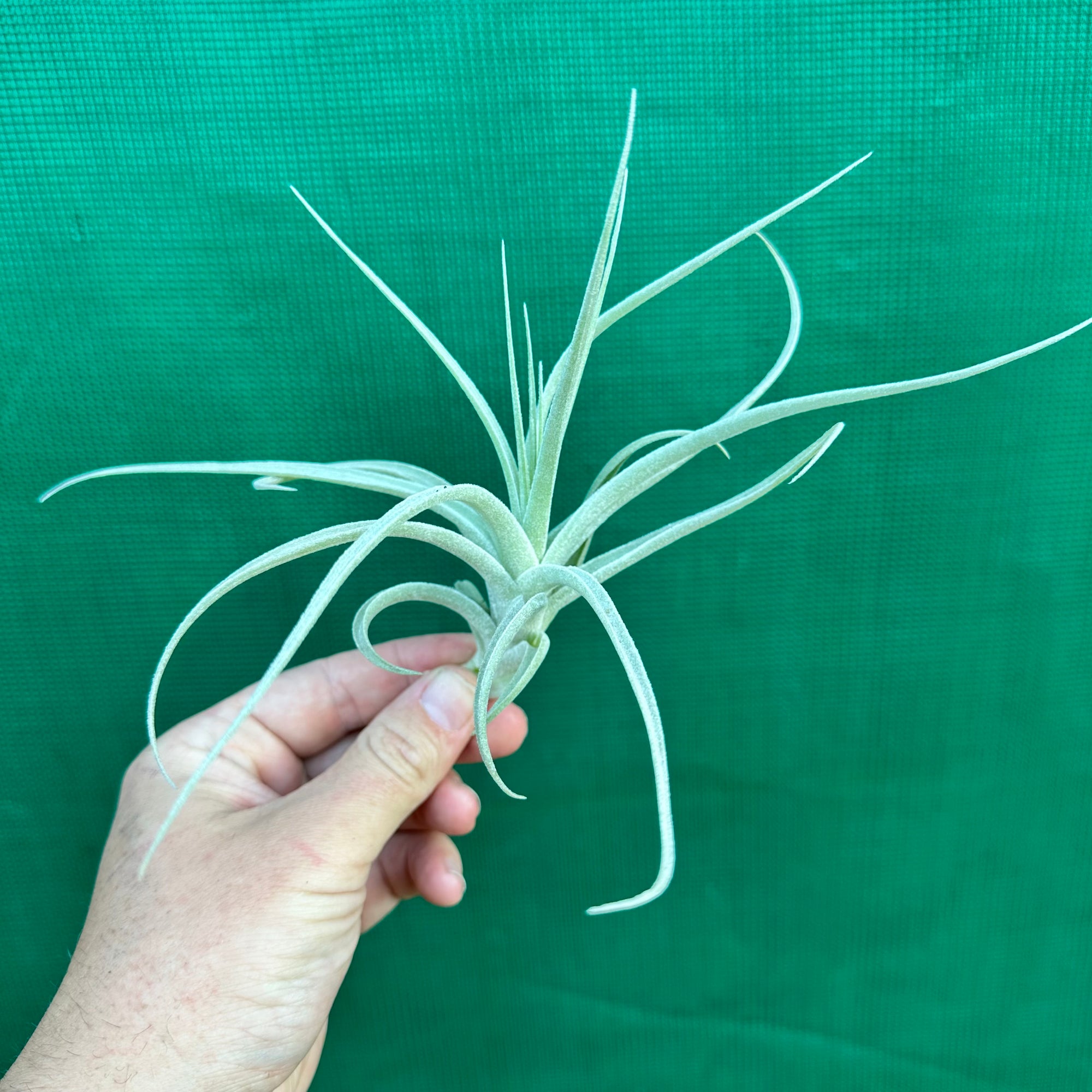 Tillandsia - aeranthos ‘Silver’ NEW