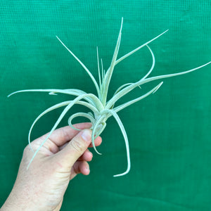 Tillandsia - aeranthos ‘Silver’ NEW