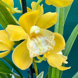 Orchid - Cymbidium ‘Tracet Reddaway Sungold’ NEW