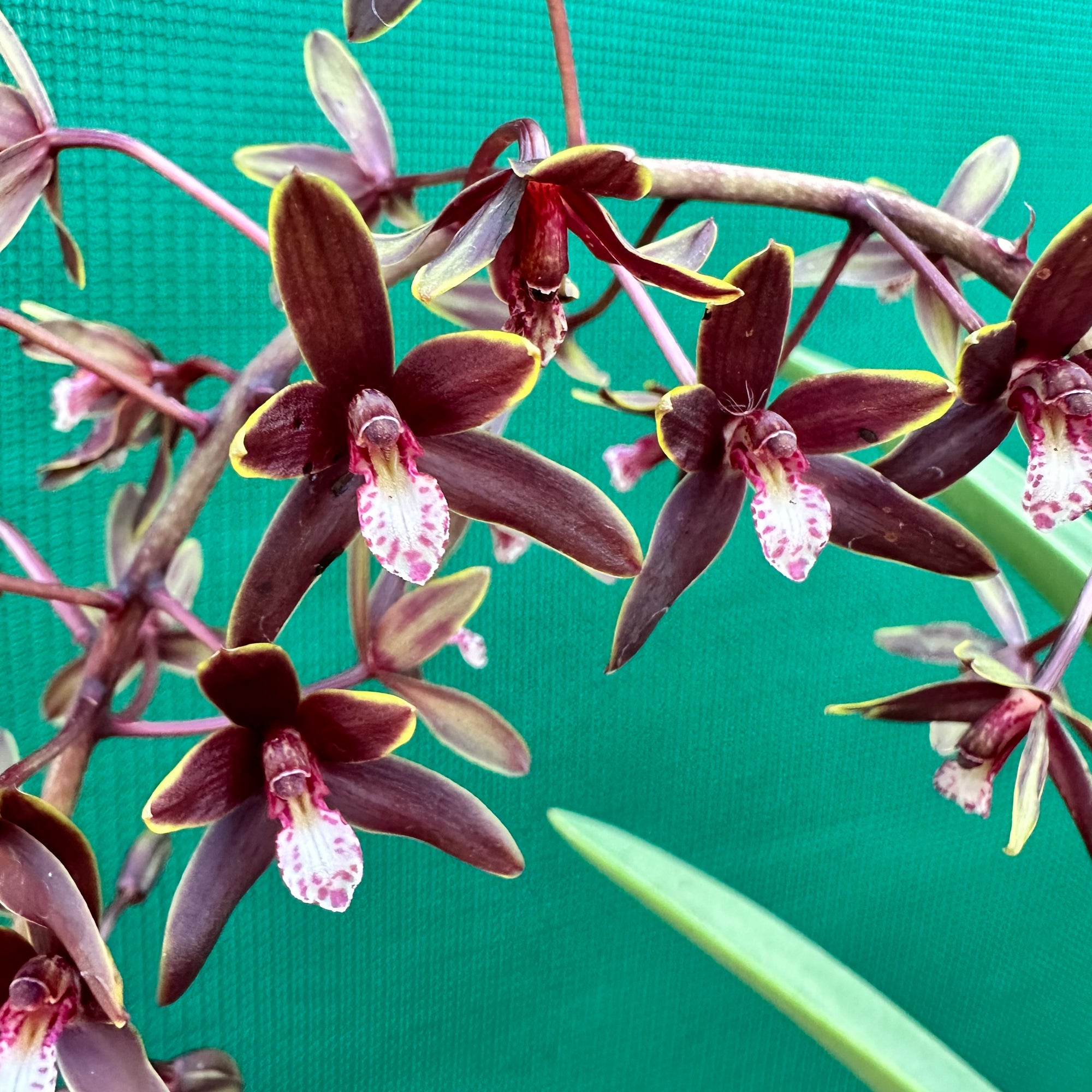 Orchid - Cymbidium canaliculatum f. sparkesii