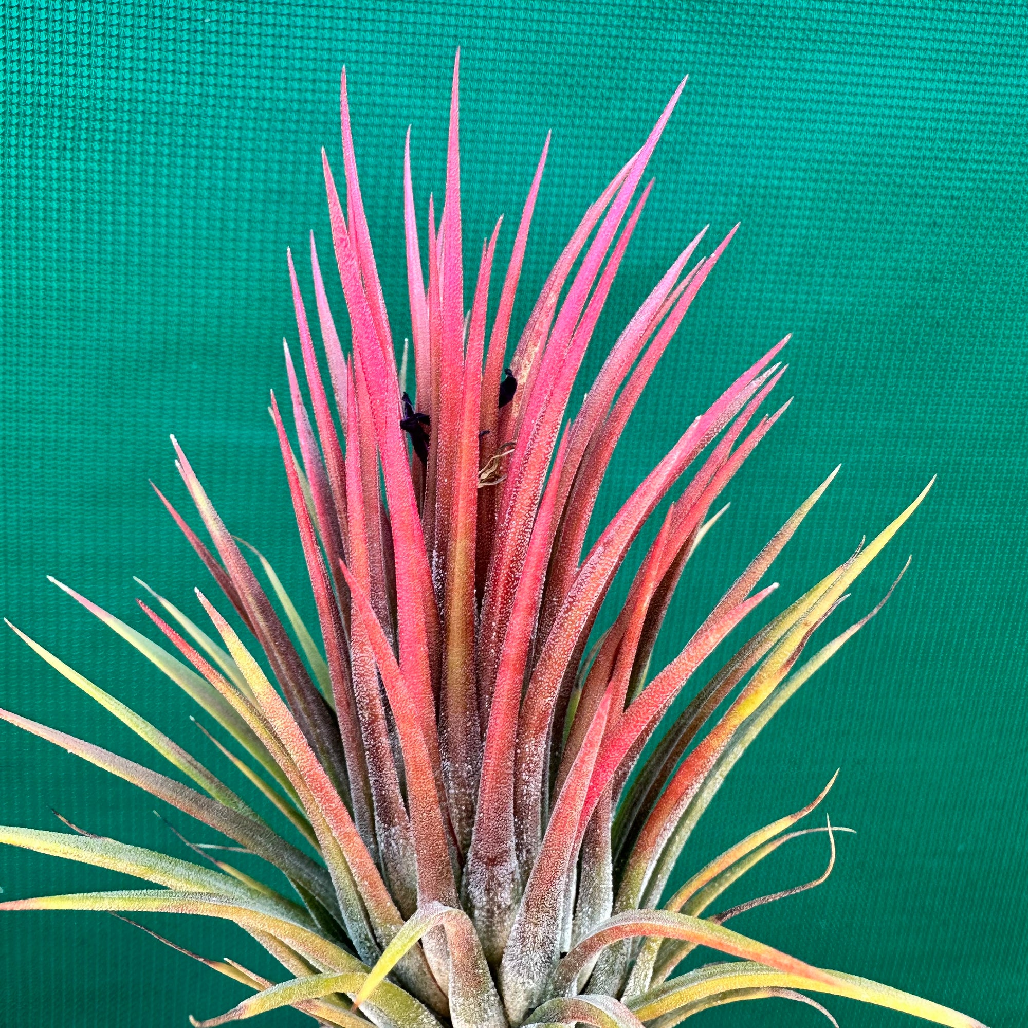 Tillandsia - ionantha ‘APD003’