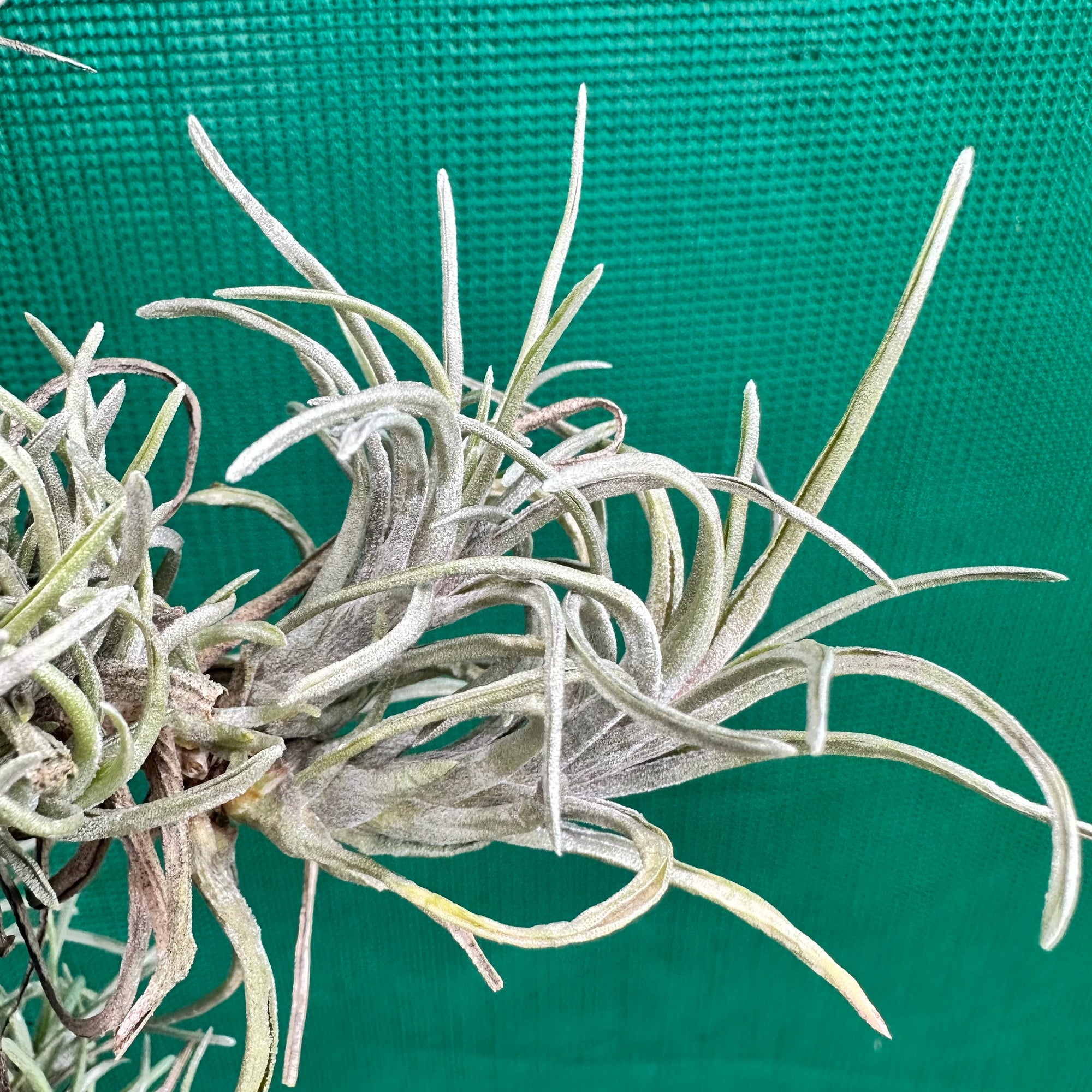 Tillandsia - neglecta ‘Dark Leaf’ ex. PT NEW