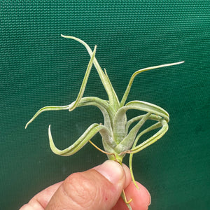 Tillandsia - paucifolia x caput-medusae ex. CV NEW