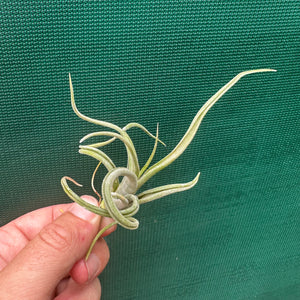 Tillandsia - paucifolia x caput-medusae ex. CV NEW