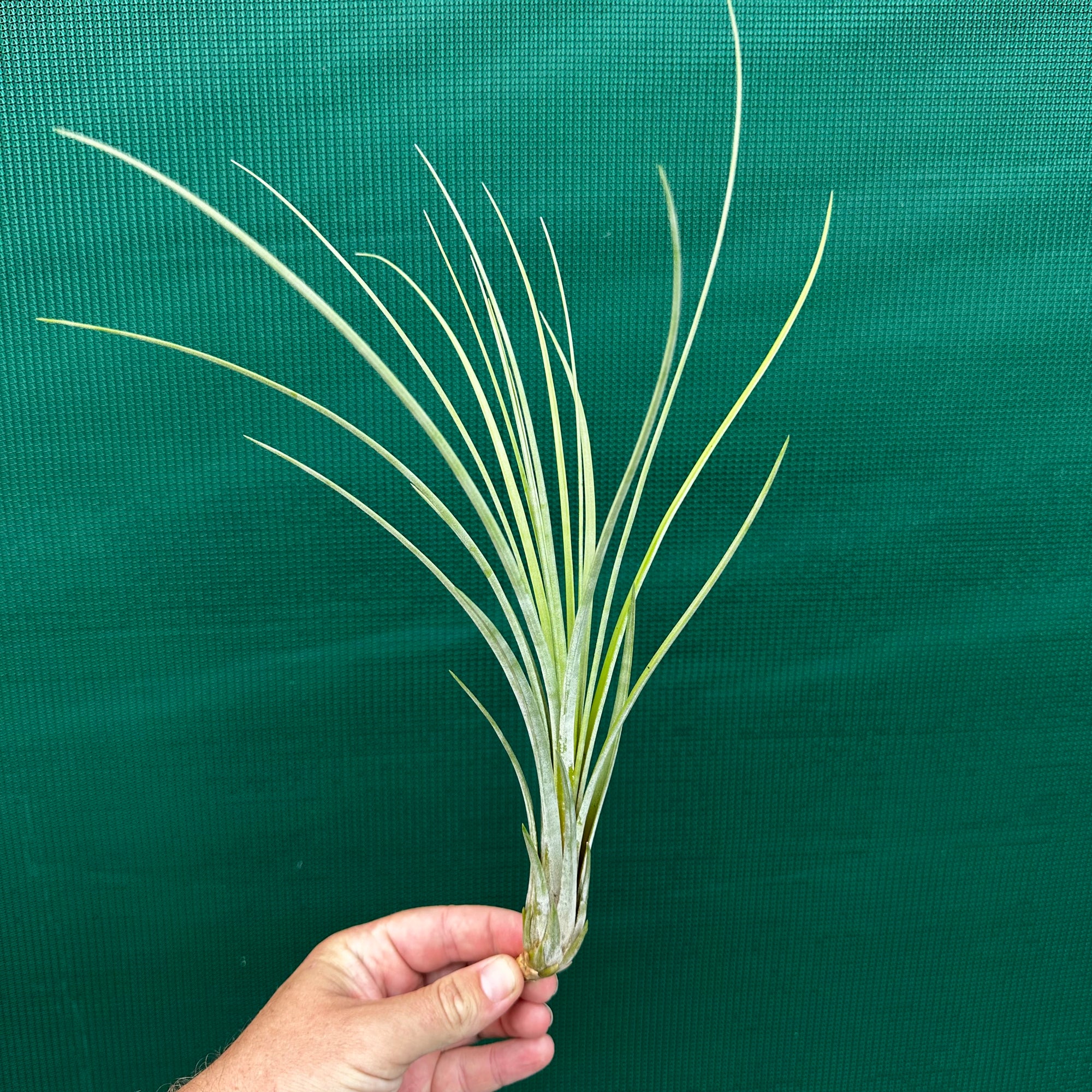 Tillandsia - Seaborn NEW