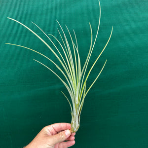 Tillandsia - Seaborn NEW