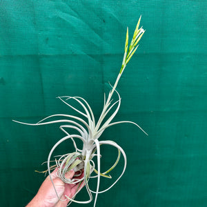 Tillandsia - chiletensis ‘Green Bract’ ex. PT NEW