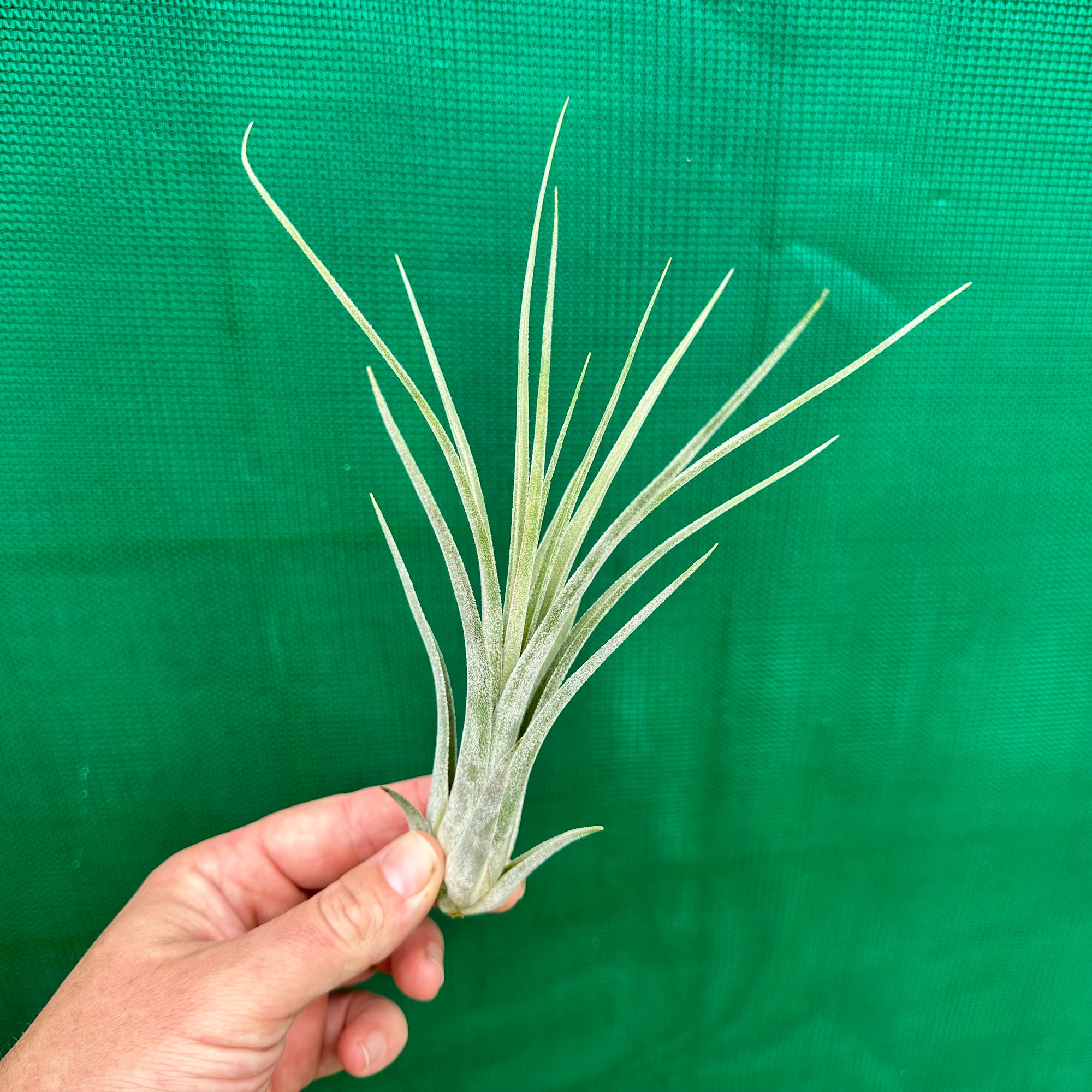 Tillandsia - caput-medusae x weberi ? (Nat. Hybrid) ex. LK NEW