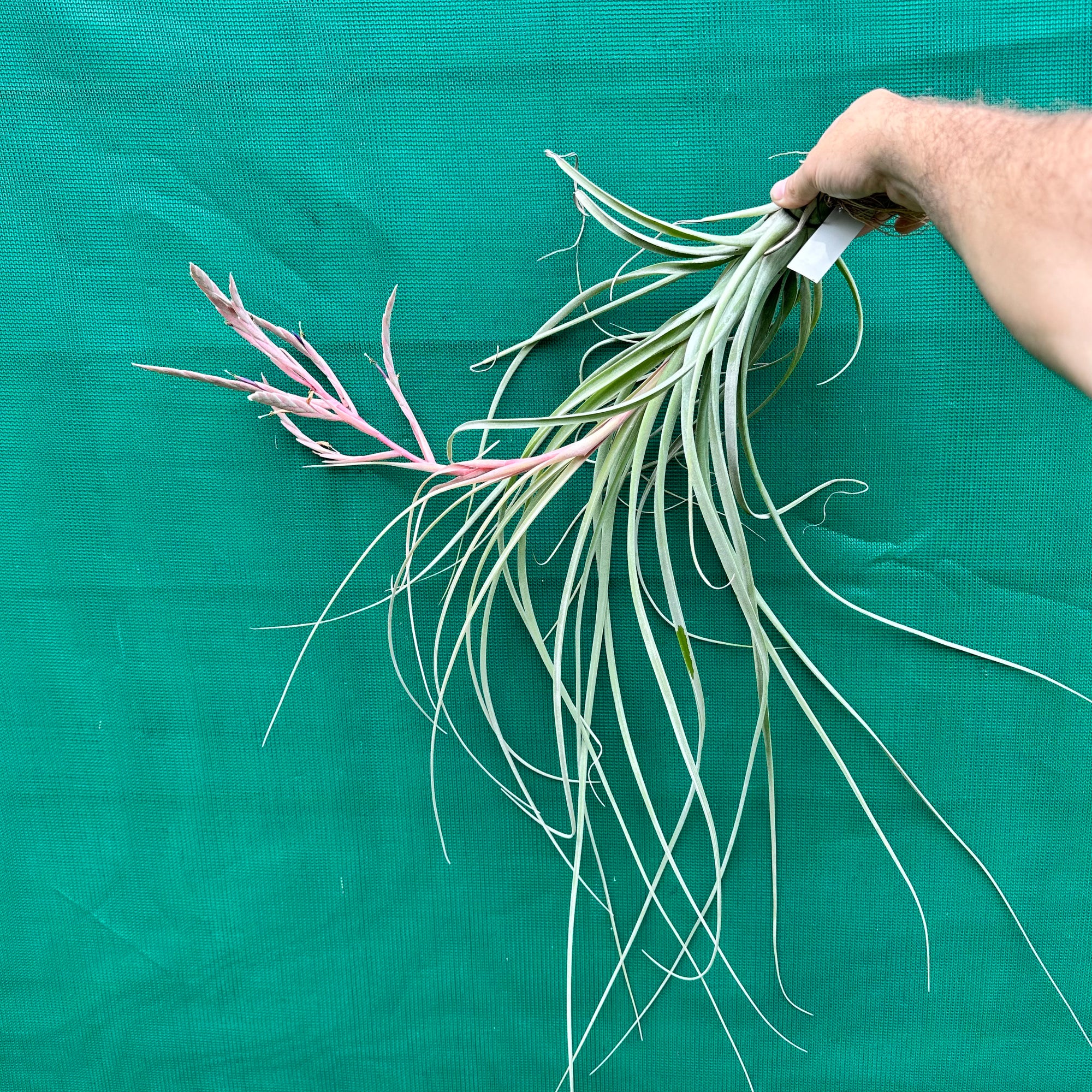 Tillandsia - Rhonda R. ex. RFI