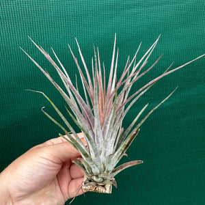 Tillandsia - Curra ex. BD NEW