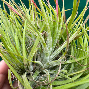 Tillandsia - ionantha 'Large Form Mullers' ex. JO