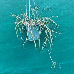 Rhipsalis baccifera f. Delphinensis - R5