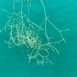 Rhipsalis teres f. Heteroclada - R14