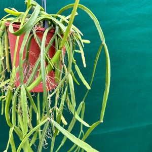 Rhipsalis micrantha - R46