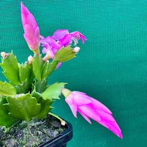 Zygocactus Dutch Pink NEW