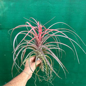 Tillandsia - Love Knot ex. CC