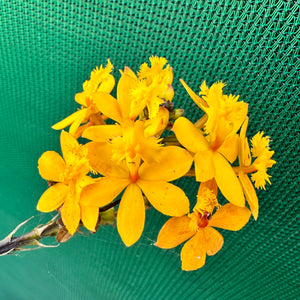 Epidendrum ‘Hybrid Yellow’