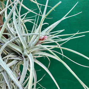 Tillandsia - aeranthos ‘Silver’ NEW