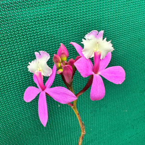 Epidendrum ‘Hybrid Pink’