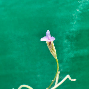 Tillandsia - recurvata