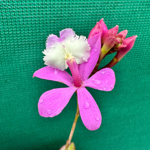 Epidendrum ‘Hybrid Pink’