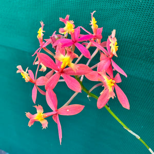 Epidendrum ‘Elizabeth II’