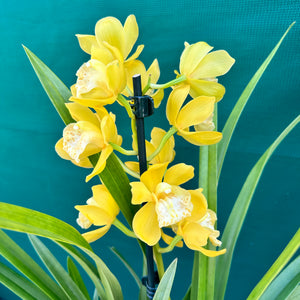 Orchid - Cymbidium ‘Tracet Reddaway Sungold’ NEW