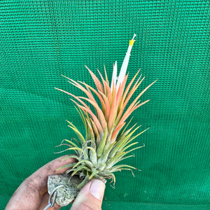 Tillandsia - ionantha 'Orange Knight' ex. Holm