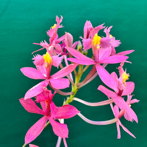 Epidendrum radicans ‘Dark Pink’