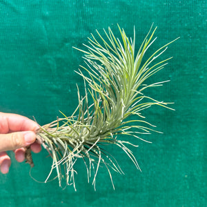 Tillandsia - tenuifolia ‘Valhalla S. Africa’ ex. PT NEW