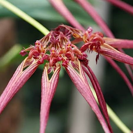 Orchid - Bulbophyllum wendlandianum NEW