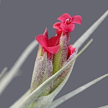 Tillandsia - Kardinal ex. Holm