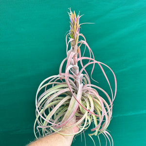 Tillandsia - Betty