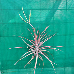 Tillandsia - novakii ex. PT