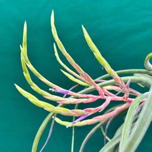 Tillandsia - caput-medusae ‘Giant Form’ ? NEW