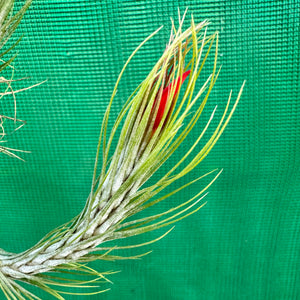 Tillandsia - funckiana ‘Very Strict Form’ ex. PT NEW