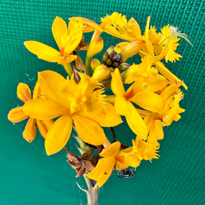 Epidendrum ‘Hybrid Yellow’