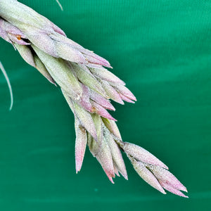 Tillandsia - Don Malarkey RFI ex. PT NEW