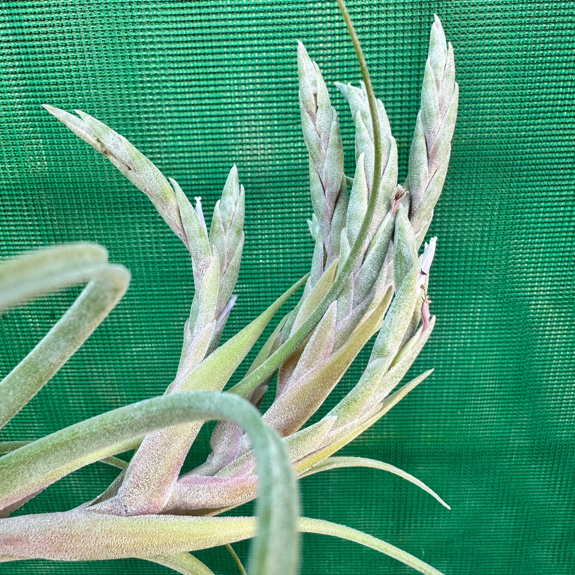 Tillandsia - complanata x streptophylla ex. BG NEW