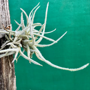 Tillandsia - chusgonensis NEW